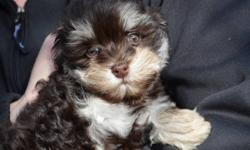 Rare Chocolate Havanese puppies ready for adoption!  One of the earliest Havanese breeders in Canada and have been raising the Havanese for 18 years!  This has allowed us to improve our bloodlines with each generation. We breed for health, temperament,