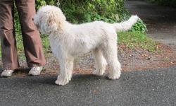 MALE LOVELY DOG, SWEET AND SMART, KIND AND ATHLETIC
NON SHEDDING BREED