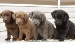 Come and take a Look at this great Litter!!!
 
We offer:
Silver Lab - Female -Sold
Purple Frame: Dark Chocolate, Female -Sold
Yellow Frame: Dark Chocolate, Male -Sold
Red Frame: Light Chocolate, Female -Sold
Black Frame: Light Chocolate, Female
Green