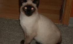 I,m off to Fort McMurray soon ,my pet has to go by Nov.28.Rascal is a male Balinese cat/kitten looking for a new home.No papers and not neutered. call me at 602 539 8892 near Wakaw or email thx.
