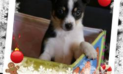 We have 1 totally super cute Rat Terrier for sale
 
Rambo is black and white with brown highlights on his face and paws.
He is a natural bobtail who should be under 16 lbs and a low shedder.His parents are under 16 lbs and  very low shedders.
 
This
