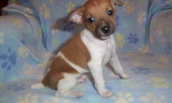 Cute Rat Terrier puppies. There are 2 males available. ( Their ears are now standing)
They have been vet checked, vaccinated, and dewormed. Rat Terriers are wonderful companions, easy to train and easy to live with.
You can read about the history of this