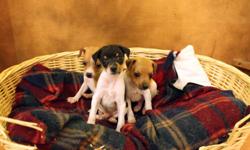 Teeny Tiny Adorable Rat Terrier puppies almost ready to go! Will be ready in time for Christmas Eve. 3 male puppies. 2 Red & White, 1 Tri-colored (Black Tan White). Last photo is of their older brother at 8 weeks old who is also a Red & White.
 
They come