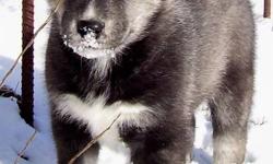 Pups come Vet health Certified Needled and de-wormed. Both parents are on site and are loving farm raised family pets. The mother had 5 big healthy pups .We have only 1 male available who is classed as an Agouti Husky. He has one blue eye and is very