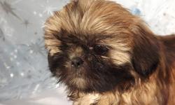 "BEAUTIFUL" Gold/Black Mask little girl. She is just like a Teddy Bear, real soft and cuddly. This sweety weighs 3.4 Lbs. Her body is very cobby, short little legs and you can see that her nose is very smooshie! She is a "PUREBRED", she will be CKC