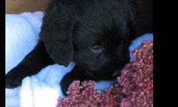 BEAUTIFUL F1 Medium Labradoodle Puppies
 ~ we have a new family of adorable F1 medium labradoodle puppies that are ready to be adopted!!
 ~ born August 18-2011
 ~ all the puppies are black, with wonderful, friendly personalities.  Some have a wee white
