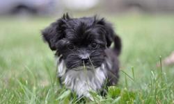 Havanese have excellent dispositions and are great with children and other pets. They are playful and spirited, yet gentle and cuddly too! They love attention!!!
Our puppies are raised in our home with their parents, where they have room to play in a