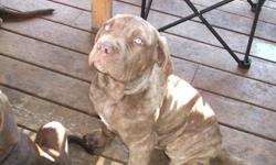 Reduced to $600 - Beautiful Neapolitan Mastiff Puppies for sale, purebreds, non registered, full breeding rights. There is 1 mahogany brindle female, 1 tawny/brown female, 1 mahogany male, 1 tawny/brown male and 1 tawny brindle male. They have their