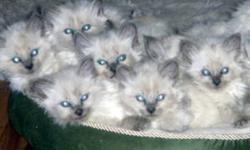 Beautiful blue eyed Himalayan Kittens
3 girls 2 boys.  Come with first vaccinations, vet check,deworming, kitten pkg.
Sweet dispositions, loyal and loving.
 You are welcome to come and view the kittens and pick your new baby or I will be delivering
