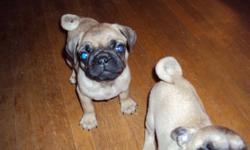We were blessed on Agust 17/2011 with 4 gorgous pug puppies we currently have 2 left 1 male and 1 female and  they have they're first shots and dewormed , sorry the pics are'nt the greatest but they dont sit still long enough lol the first one is the male