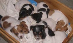One male and two female Jack Russell Puppies are now ready to go to their new good homes.  Their tails have been docked and they have been vet examined, dewormed several times and immunized.  Vet papers will be included with the puppy.
Delivery as far as