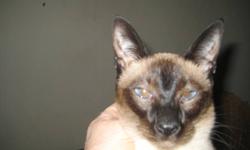 I have a female sealpoint siamese cat for sale.   She is a pure siamese not a Colorpoint.  She is a loveable cat that gets along with other cats & kittens.   She is a petite cat.  I am down sizing.  She has lovely blue eyes. She loves to be held & cuddle