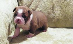 2 RED AND WHITE BOSTON TERRIER PUPPIES.
1 MALE WITH TRADITIONAL BOSTON MARKINGS
1 FEMALE WITH FLASHY MARKINGS
PUPPIES ARE HOME RAISED.
 
INCLUDED WITH PUPPY
 
3 X WORMINGS
VET CHECK AND LETTER
1ST VACCINATION AND HEALTH BOOK
TOY, BLANKET AND ENOUGH PUPPY