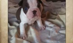 I have six red and white Boston terrier pups for sale! There is four females and two males. They will be ready to go the week of November 23 of 2011! They will have their first vaccination, dewormed and a complete vet check. they will be socialized with