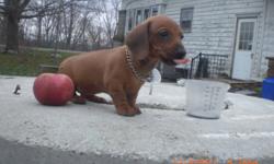 We have a litter of purebred red dachshund puppies for sale. One male left! Mother is purebred. Father is registered. Father attended Wienerfest 2011. Being sold without papers.We are registered breeders. Our puppies are hand raised in the house, not in
