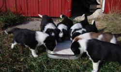 6 ADORABLE Border Collie, Red Heeler Cross puppies!!  We have 1 female and 3 males.  Both parents are working cattle dogs (they are very loyal and protective dogs).    We would like these puppies to go to a farm or acreage preferably.  If interested