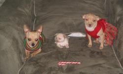 Miniture Female Apple Head Chihuahua
 
Born October 29
Father: Dozer, Short Coat -Tan 2.85lb
Mother: Lilly, Short Coat- Tan 2.30lb
Ready Christmas Eve
 
Would Make a Wonderful Christmas Present.