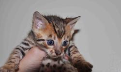 Registered Bengal Kittens available. We currently have two lovely little boys that will be ready in 1 month to go to their forever homes. They will come with all shots, microchip, neuter, pet insurance, health guarantee and veterinary health inspection