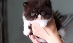 parents are reg under CFA and father is champion
 
will be out of town next week, lower price for quick sale, don't miss your chance to own a quality persian kitten for this price.
litter of four, three black and white and one tabby and white. ready to