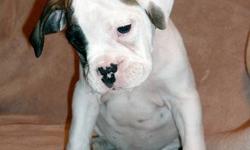 Always wanted an english bulldog
worried about their health or maybe you cant afford the $2500+
Come look at a Valley Bulldog...... You will not be disapointed!
This breed is becoming more and more popular !
 
 A Valley bulldog is a well balanced Family