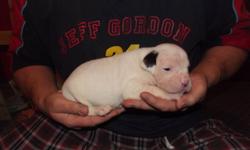 Big Boi Kennels is proud to present our litter of Registered American Bulldog pups.
 
Both sire and dam have many champions in their pedigrees. These pups will have nice blocky heads, good conformation and great temperments. All our American Bulldogs are