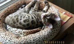Foundation Bred Asian Bengal Kittens
 
Current litters and more on the way..........
Our Cats
King
Millwood Chivas Regal of Sims
Females
Sims Skylar
Dazzledots Jaget of Sims
Sims Shakira of Bejeweled
 
Prices start at $800 for non-breeding contracts &