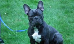 ONE OF A KIND BLUE FRENCH BULLDOG!
This dog is truly of a unique color. As almost all of the Blue French Bulldogs have some brindle in color, this dog's color is solid blue with absolutely no trace of brindle at all.
He is well built and well behaved and