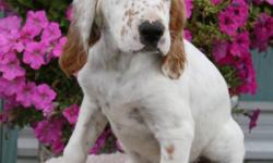 I have 2 female and Registered English Setter puppies left for sale. They make great pets with a great temperament and great with children and wonderful hunting dogs. They will come with Papers, 1st needles, tattoos and de-worming and du-clawed. Asking