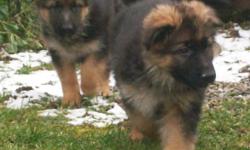 ?ZAVITZ KENNELS? 
 (www.blackgoldshepherds.com) 
 have
1 male and 2 female puppies  available
from 
 INGRID (Ivy) VOM PEN DIN  
and
NEIKO VOM CLEARCREEK BAUERNHOF 
 
We currently have an outstanding litter of German Shepherd puppies for sale born on the