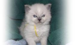 Litter of 5 registered blue point Himalayan kittens ready for Christmas. They are on soft food and litter trained already. They all have beautiful thick fur and gorgeous blue eyes. Very much people cats as they have been handled since birth and cuddled