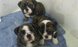 DICKSON'S BULLDOGS
perfect STOCKING STUFFER !!!!!
Litter of 4 born Nov 6th 2011
Litter of 5 born Oct. 24th 2011
All coming from a champion Blood line.
please call (204) 522-3173 8-5 (204) 522-8424 after hours
the first litter will be able to leave on Dec