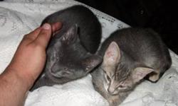 Five abandoned kittens found. About 8 weeks old. They have been nursed back to health and need a loving home. 1 monochrome dark gray, very cute largest one in the litter, kinda looks monkeyish. 1 Calico but mostly gray. 2 Orange in color, 1 has short fur
