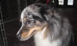 Minky is a 16inch Blue Merle Miniature Australian Shepherd spayed female. She is looking for a forever home. Minky is very affectionate but she is slightly insecure. She would do best in a home with an older confident dog, no young children or cats. She