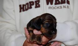 These adorable little pups (pics show them at 16 days old) are the offspring of a CKC Registered Miniature Long haired Shaded Cream (male)(in last photo) and a purebred Miniature Long haired Black and Tan (female)(in second last photo). These pups are
