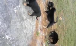 Only 3 males left blk/tan parents on site .. very big puppies
This ad was posted with the Kijiji Classifieds app.