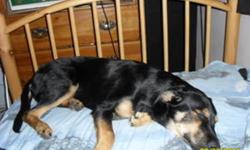 Tyson is a friendly rottie shepherd cross..he is house trained and a very good puppy.