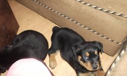 All other pups are spoken for only one left. Mom and Dad both rotties available for viewing before buying puppy. Puppy 8 weeks ready to go December 8th.Tails docked. Vet checked first shots and deworming up to date.$600 obo.