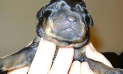 Hello, we have 8 beautiful Rottweiler black lab pups. The 5 males have Beautiful Rottweiler markings like their father, And the 3 females are all black like their mother. We would like to set up viewing times and will be taking deposits. Puppies will be