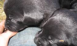 Rottweiler / German Sheperd
puppies
12
not ready to go Just yet
Dec 20 and on
Dewberry,AB