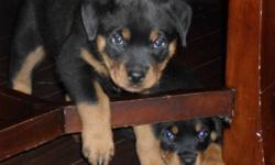 Rottweiler puppies looking for a great home. Born Oct 5 2011, all puppies have had their tail's docked, dew claw's removed and their first set of shots. $500.00 firm, ready to go to their loving new home any time now. There are 2 beautiful loving, fun