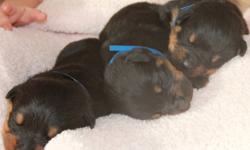 Northstar Kennels is pleased to announce the arrival of our newest litter of Rottweiler puppies born January 17, 2012
We are a licensed and registered breeder and a member of the Edmonton and area BBB and the CKC.
* All of our puppies come with a 1 year