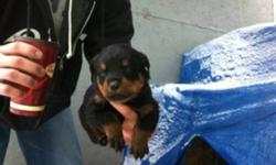 I have 7 out of 10 little german rottie pups left and ready to go christmas eve 4 boys 3 girls. Mom is 2 years old at 100 pounds and dad is 3 years at 130 pounds. Both mom and dad are family pets. puppy's have tails docked and dew claws done and will have