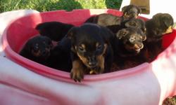 BEAUTIFUL ROTTWEILER PUPPIES, 8 WEEKS AND READY TO GO, 6 MALES AND 3 FEMALES AVAILABLE. PUPPIES DEWORMED, TAILS DOCKED. EATING KIBBLE AND FULLY WEANED. VERY SOCIAL, PLAYFUL AND LOVING. BOTH MOM AND DAD HAVE EXCELLENT FAMILY HEALTH HISTORIES AND BOTH HAVE