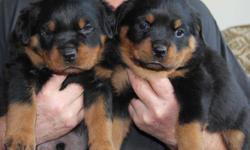 CKC registered Rottweiler pups. Both sire and dam have good hips, hearts and elbows with strong blood lines.
The litter has been socialized and family raised in our home with kids. The tails have been docked and they are micro chipped and registered with