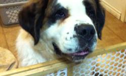 Playful, sweet, loving Saint Bernard female needs a new home. She is wonderful with kids and plays well with most pets except agressive or alpha-type dogs. She was adopted by us from the SPCA several years ago and has been spayed. Due to a change in