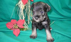 Merry Christmas
 
Christmas Puppies available soon
 
Schnoodle puppies available soon. These pups are adorable and are a first generation mix of a pure bred Miniature schnauzer and a pure bred Miniature poodle. Pups will be about 14-19 lbs full grown and