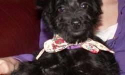 I have 5 adorable Schnoodle pups that are ready to go to your homes today!
 
They are F1 Crosses, that is out of Poodles and Miniature Schnauzers to make the Schnoodle.
They will grow to be a nice mid sized dog, approx. 18 - 20 lbs. standing around 14"