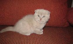 Scottish Fold  kitten 
Born July 27st .
 
Left 1 KITTEN :
1 male Lilac Scottish Fold ($450)
 
Litter trained   and never caged.
 Eat soft and dry food.
Great with other cats  and kids. Kitten is very healthy, playful, affectionate. . Excellent parents