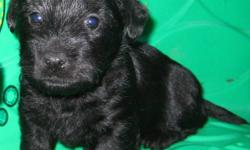 I have a litter of scottish terrier puppies there is 3 males and 3 females. A small deposit will hold  your puppy till your little bundle of joy is ready to go. They will be vet checked 1st shots and dewormed at least 3 times before they are ready to go.