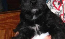 TWO SCOTTISH TERRIER PUPPIES LEFT one male and one female they are ready to go have had there first shot vet checked and been dewormed. These breed would be purfect for the alergie suffers. Would love to be part of your family.We are from Minden but will